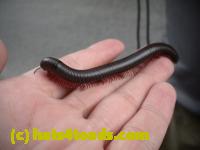 /home//u458753944/public_html/sourcegallery//Insects and small critters/millipedes and centipedes/DSCN1188.JPG